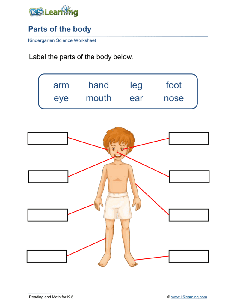 26 Body Parts Worksheet (Free Download) - Teaching Expertise, image size:791x1024